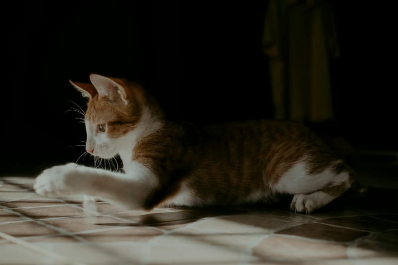 laser pointer cat play home — приклад для огляду, фото 3