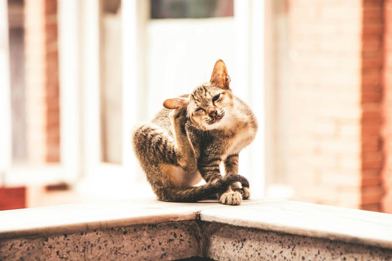 cat scratching post eastern european person — ілюстрація до статті