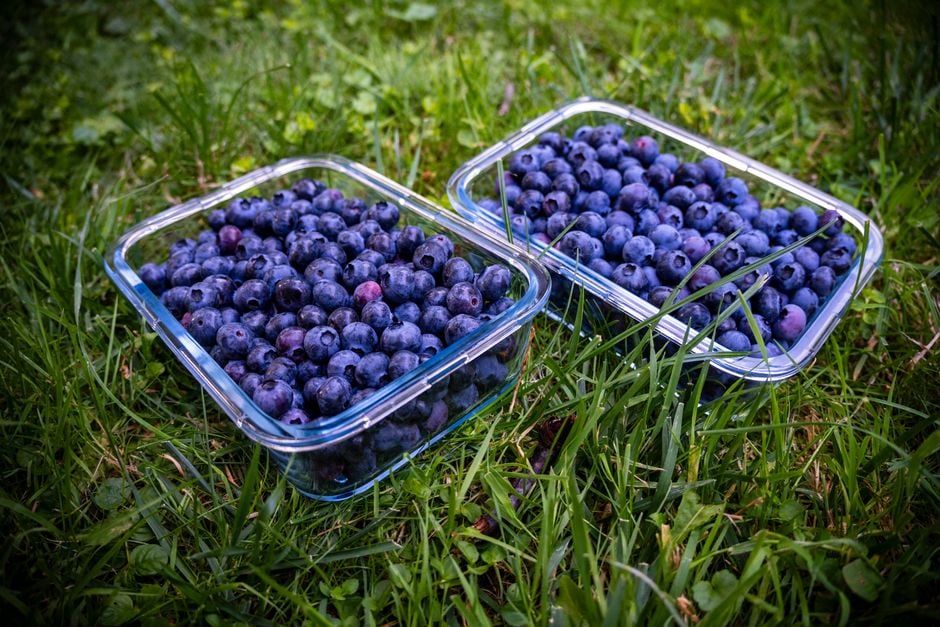 Топ 6 вакуумних контейнерів для продуктів